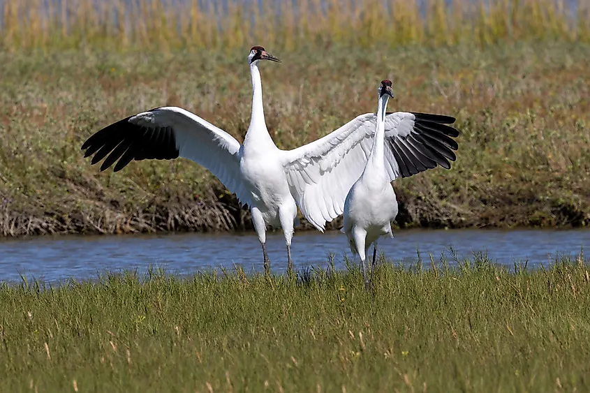 Whooping Crane in Aransas National Wildlife Refuge