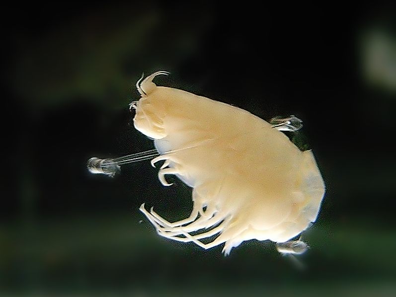 A kind of Amphipod. Lived in 10900m depth in the Mariana Trench.
