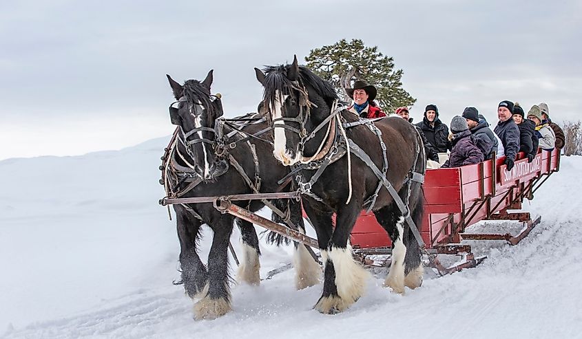 Winter fan sleigh ride with beautiful Percheron horses in Winthrop, Washington