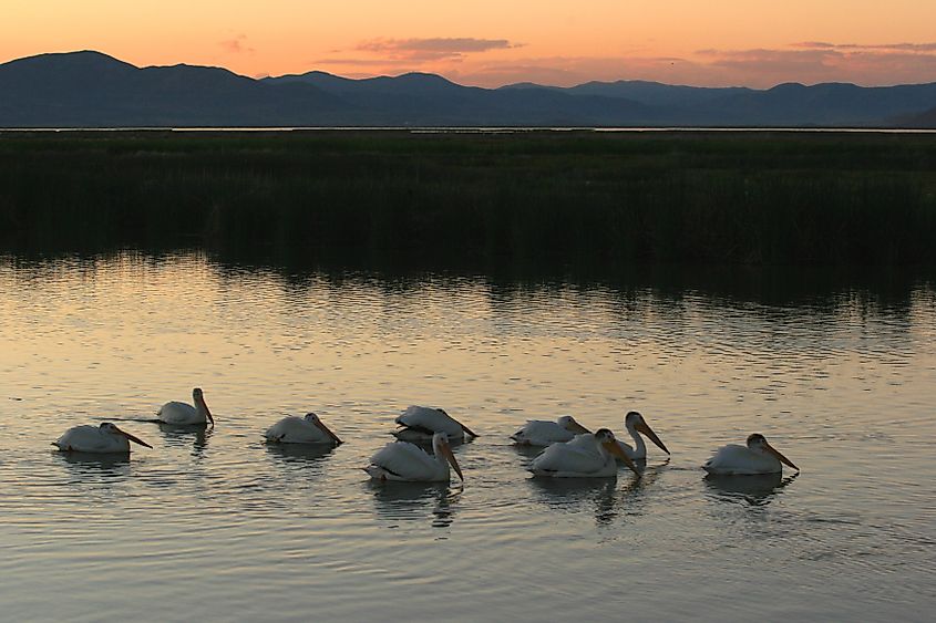 Bear River Migratory Bird Refuge