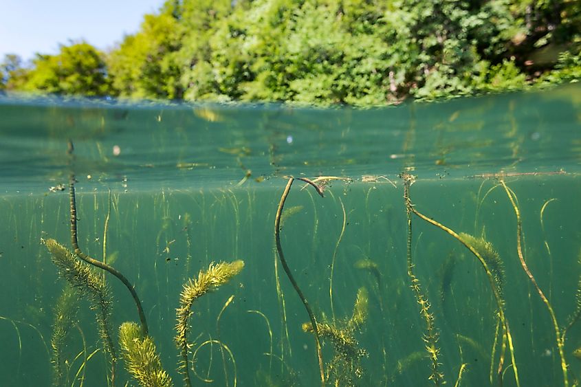 Underwater view of the Jankovac Lake in Papuk Nature Park, Croatia