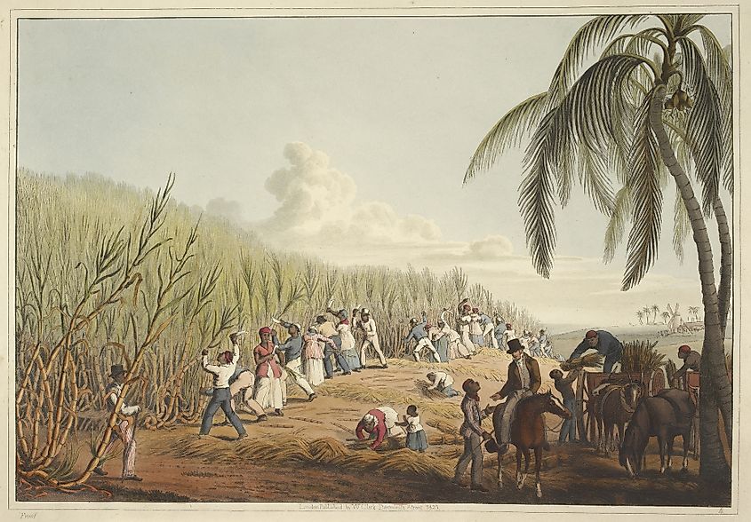 Enslaved people working in sugarcane plantations in the Caribbean.