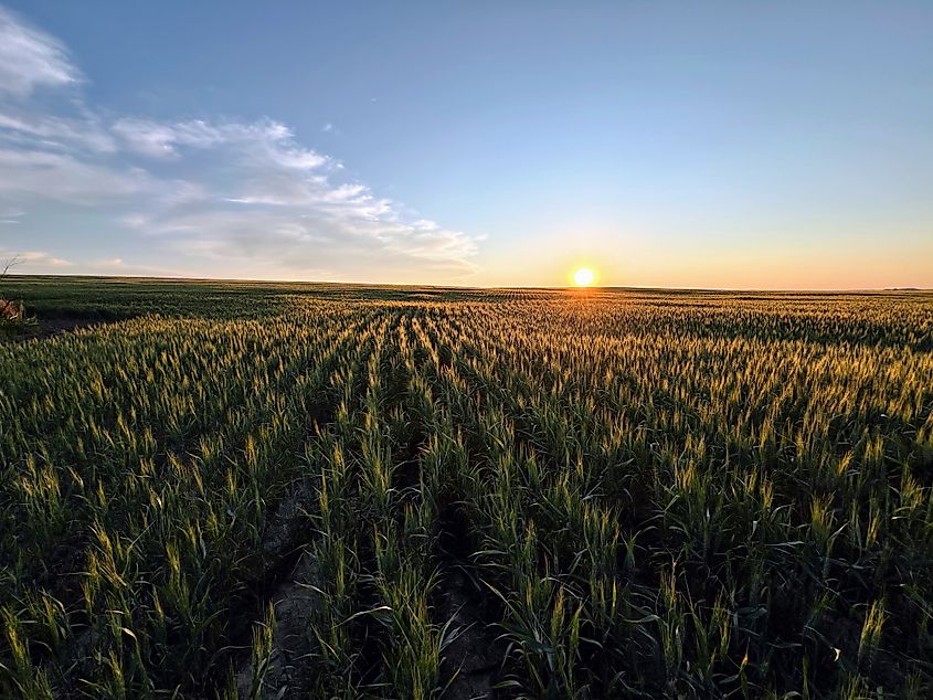 A golden sun sets over a green Montana wheat field.