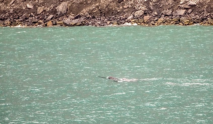 Male narwhal with tusk swimming with pod near Baffin Island.