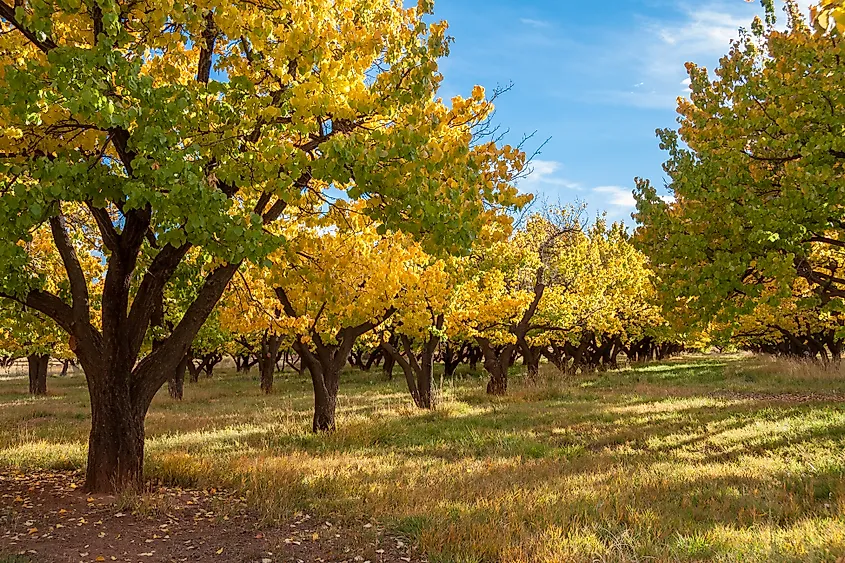 Autumn in Fruita Orchard at Capitol Reef National Park, Utah, USA