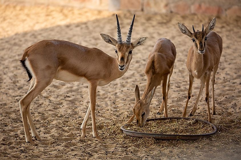 Bishnoi wildlife rescue center