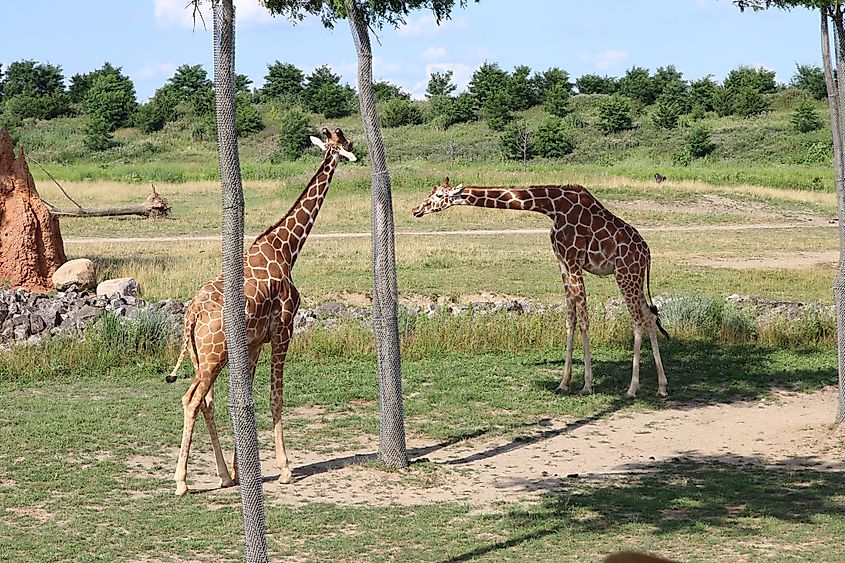 Columbus Zoo and Aquarium in Ohio, giraffe safari featured
