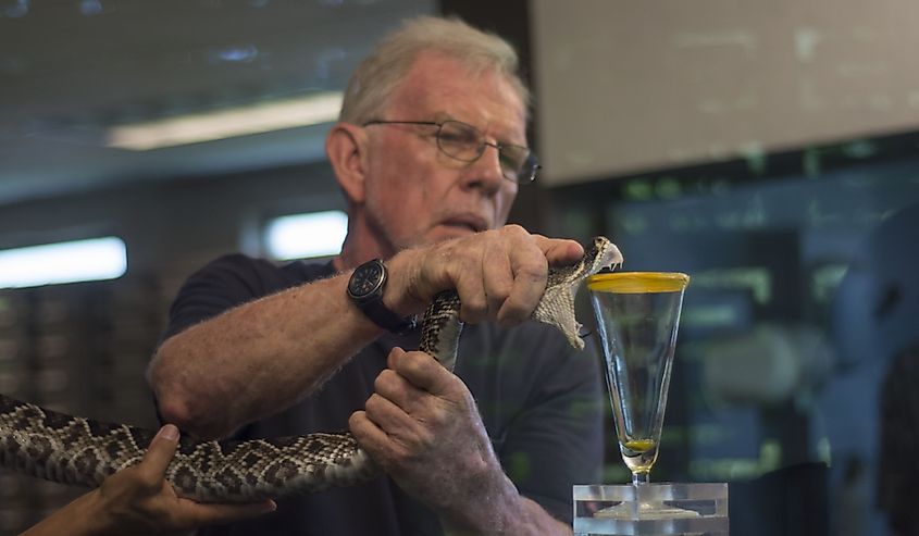 George Van Horn milking an Eastern Diamondback Rattlesnake.