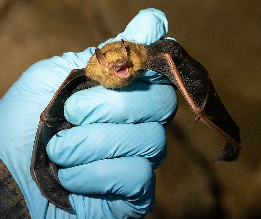 A tricolored bat after being swabbed is ready to be banded before being returned to the area.