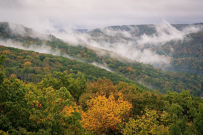 The Beautiful Autumn Leaves at Allegheny National Forest, PA.