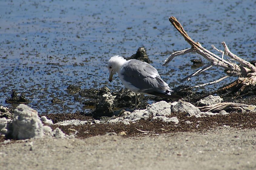 Owens Lake bird