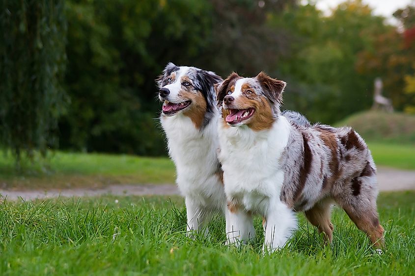Two Australian shepherd dogs.