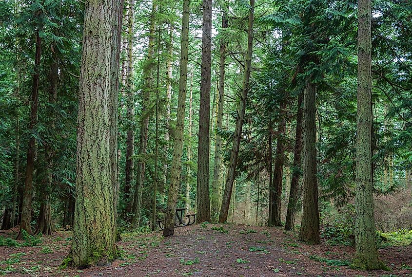 forest of moss-covered trees in Washington Park in Anacortes, Washington