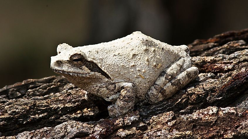 What Is Estivation? Animals That Estivate - WorldAtlas What Is Estivation? Animals That Estivate - WorldAtlas