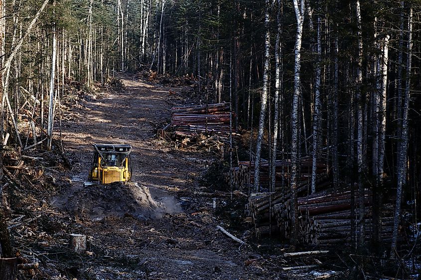 Logging of Russian Far East damaging tiger habitat, few intact forests protected (Part I)