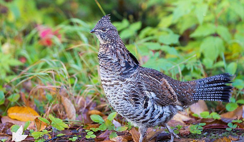 Ruffed Grouse (Bonasa umbellus) in autumn