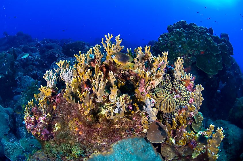 Coral at Flower Garden Banks National Marine Sanctuary.