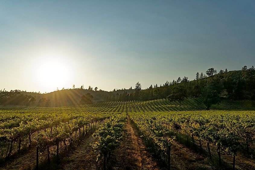 A vineyard near Murphys, California.