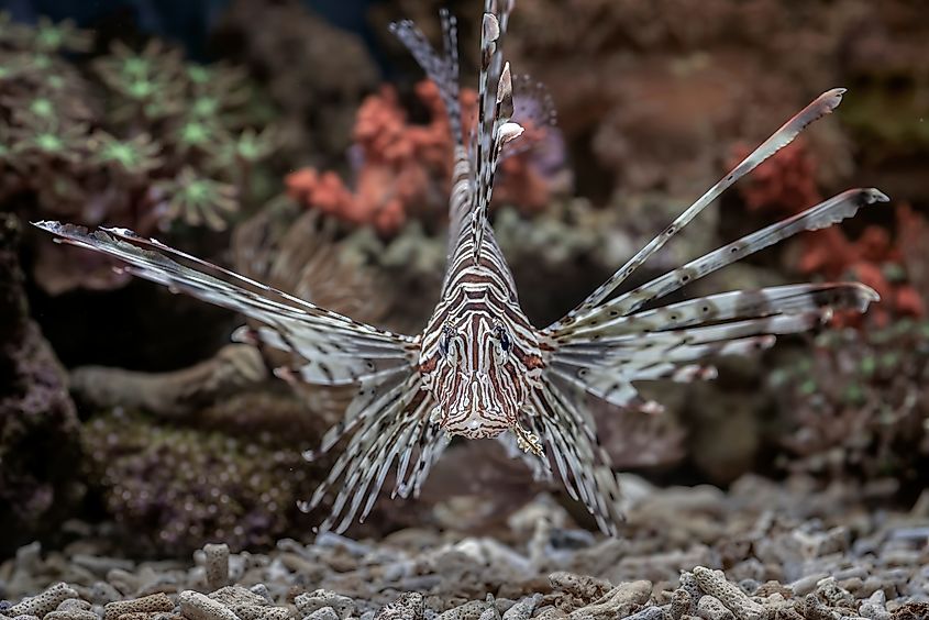 View of the sharp spines of a lionfish.