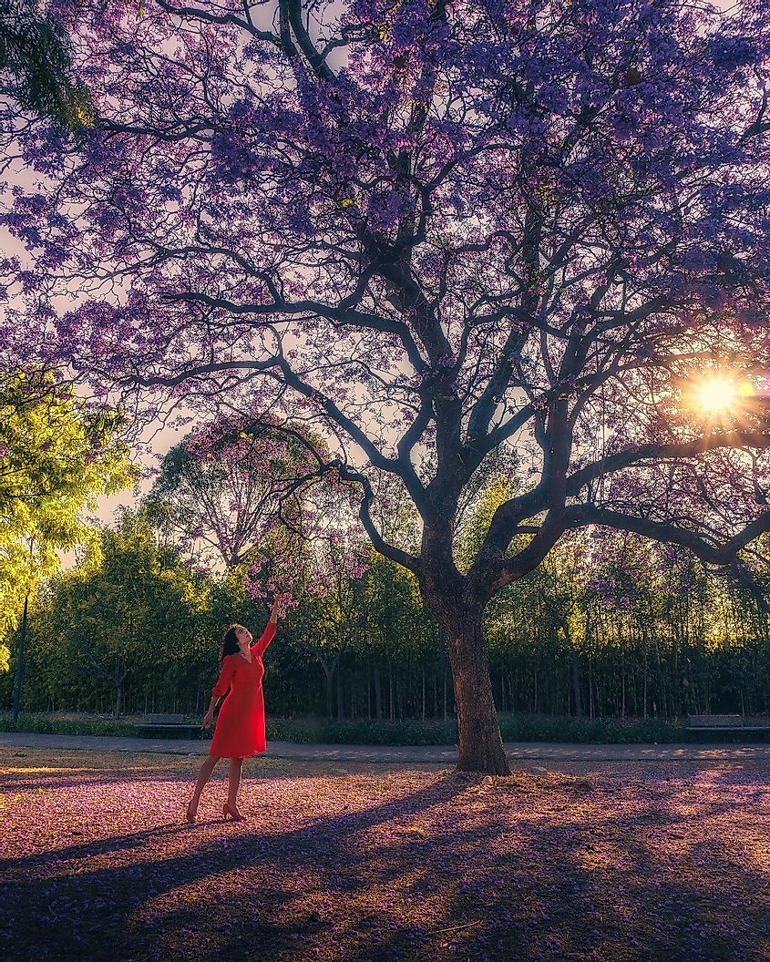 A Woman Under a Flower Bearing Tree