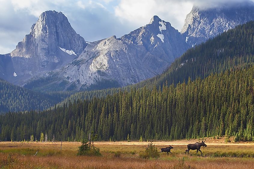 A bull moose standing in wetland vegetation.