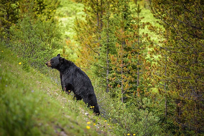 Black Bear in forests of Banff National Park.