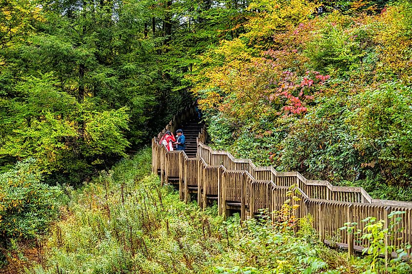  Blackwater Falls State Park