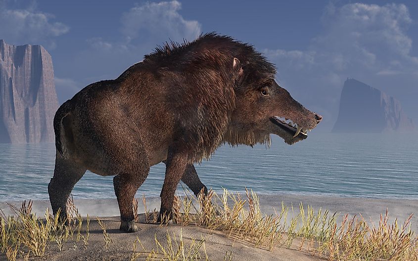 Andrewsarchus, an extinct creature of the Eocene period