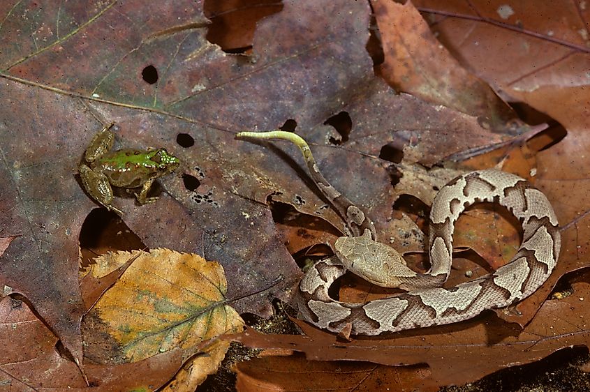 baby Southern Copperhead using yellow tail as a lure for prey. (Agkistrodon contortrix c.)