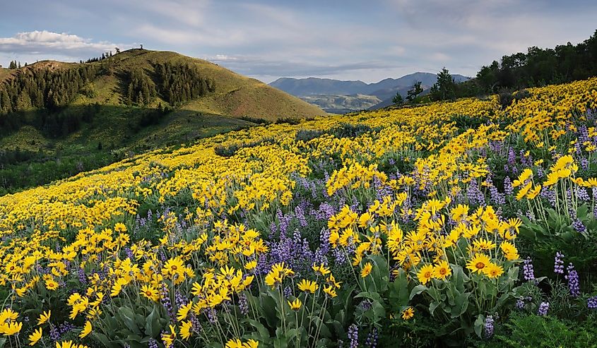 Arrowleaf balsamroot growing in meadows of the Methow Valley, North Cascades.