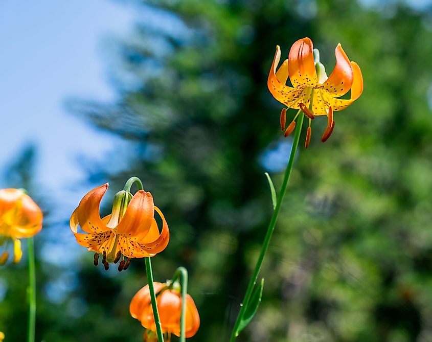 Three leopard lily blooms near a lakeshone on Mount Eddy, Shasta-Trinity National Forest, California