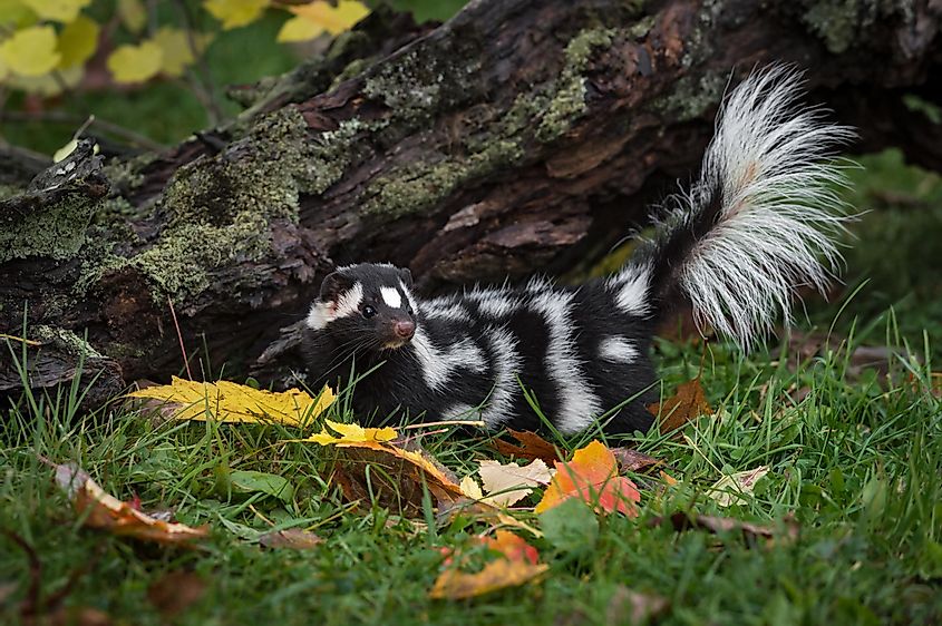 An eastern spotted skunk.