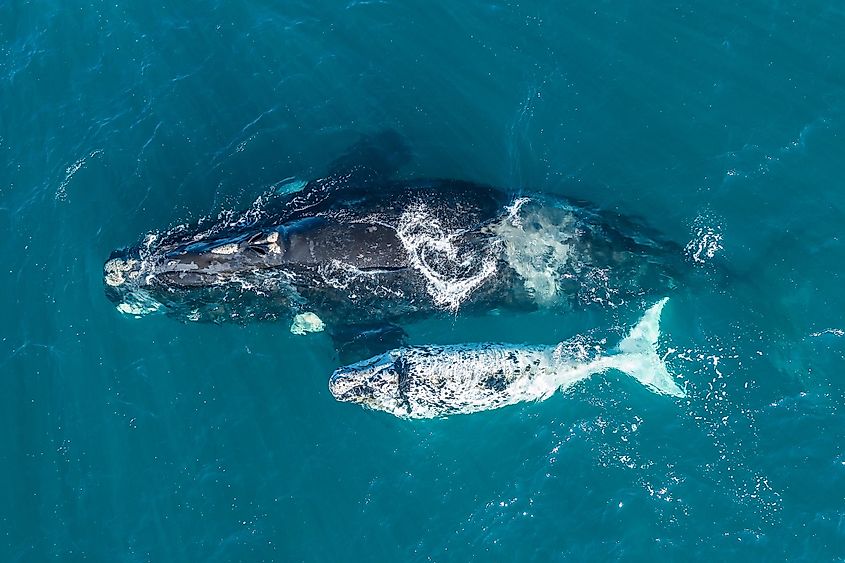 Southern right whale and her rare white calf in the shallow protected waters of the Nuevo Gulf, Valdes Peninsula, Argentina.