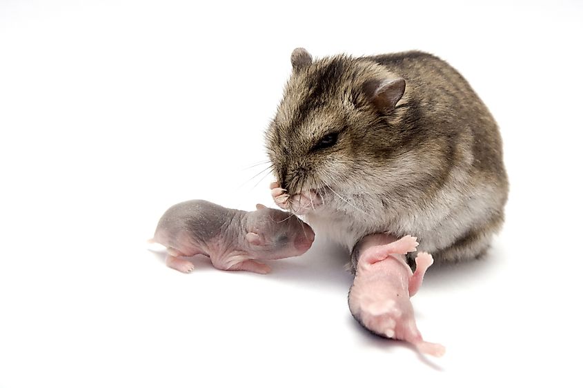 What Animal Is Pregnant For 12 Days - Hutcheson Mationdeed
