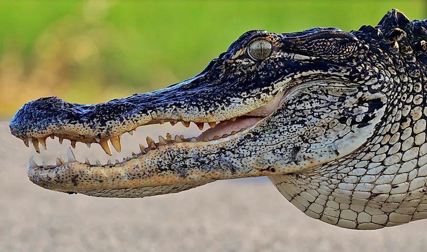 Close-up of alligator's head, open mouth showing sharp teeth, textured scales, and focused eye.