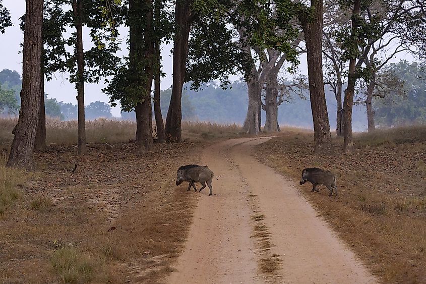 Kanha National Park wild boar