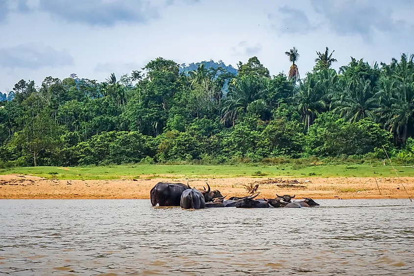 Wild buffaloes Taman Negara National Park in Malaysia.