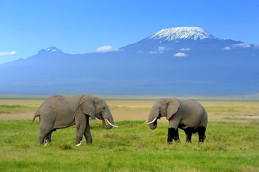 Two elephants grazing beneath Mount Kilimanjaro. 