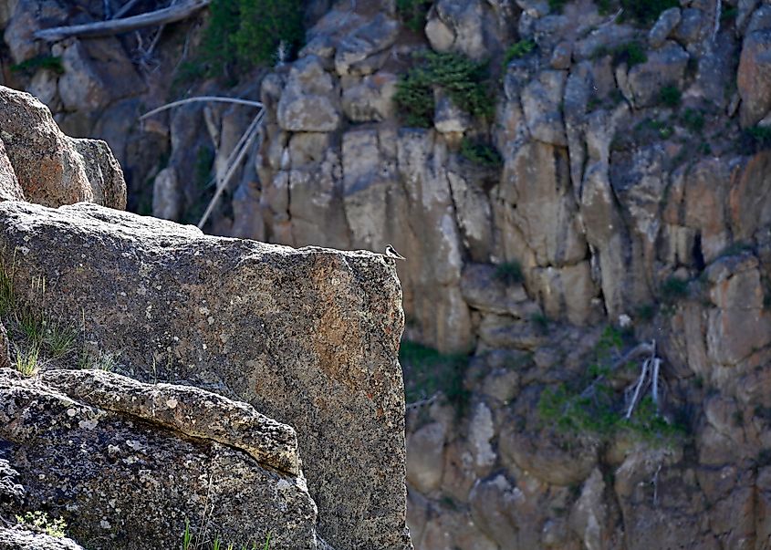 Swallow perching on the edge of a towering cliff in Yellowstone National Park, WY, June