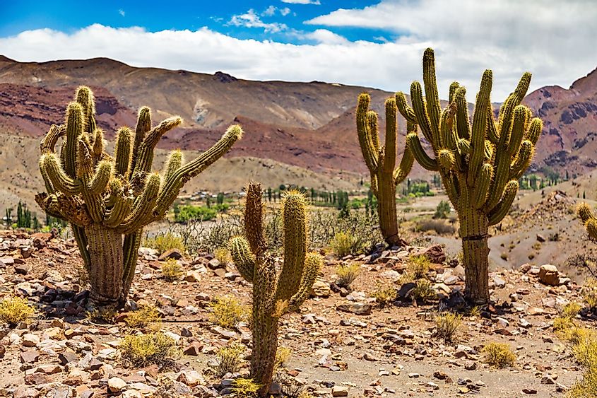 Cactuses on the Altiplano in the red colored Andes Mountains of Bolivia