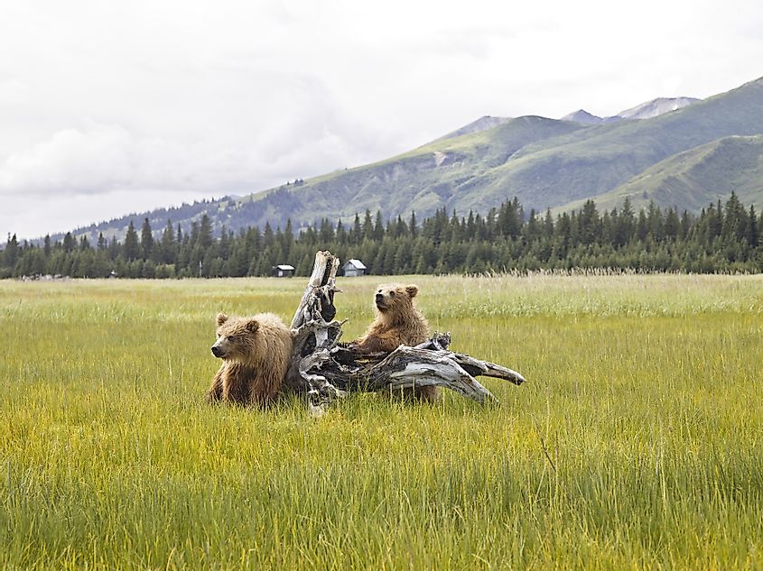 Two bears playing on a tree stump in Denali National Park