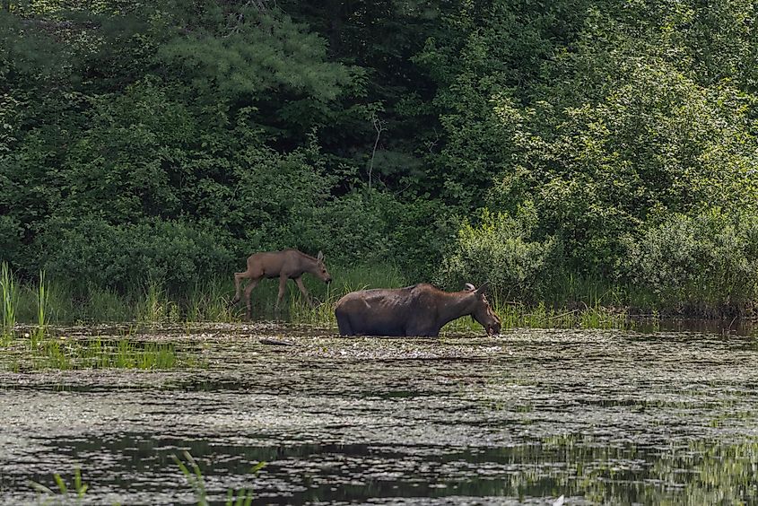 A cow moose and her calf browsing for food in a wetland, Algonquin Provincial Park. Photo credit: Brendan Cane