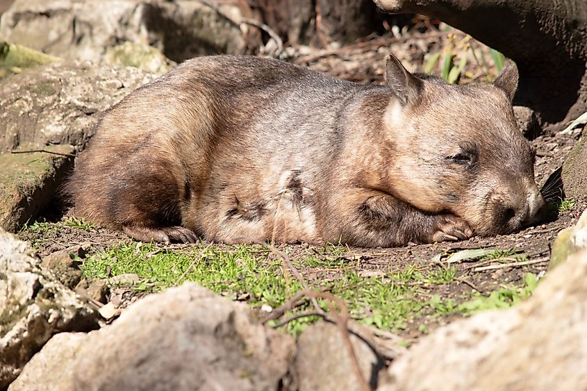 The hairy-nosed wombats have softer fur, longer and more pointed ears and a broader muzzle fringed with fine whiskers then common wombats. Via Shutterstock / Susan Flashman.