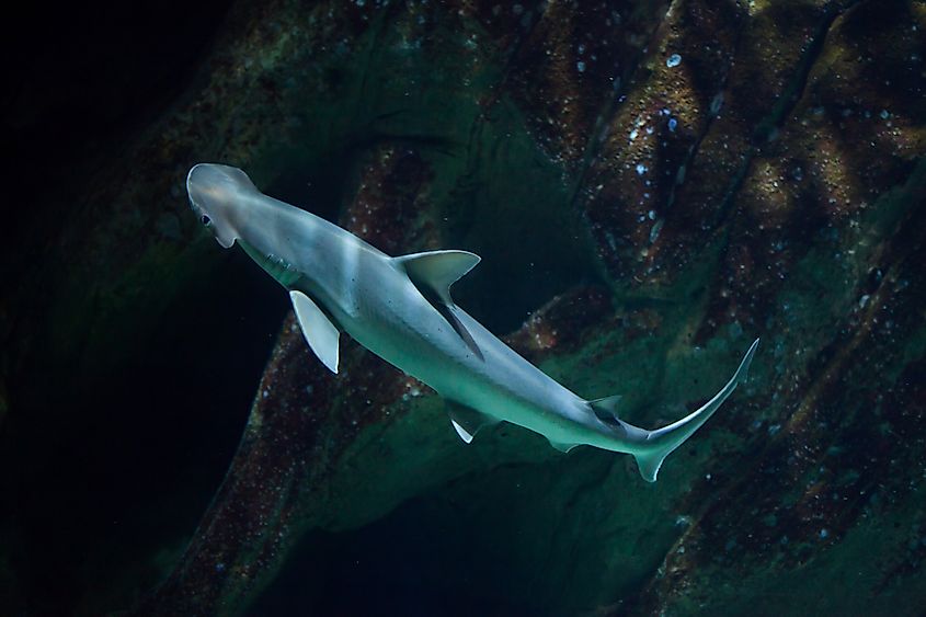 Bonnethead shark (Sphyrna tiburo), also known as the shovelhead shark.