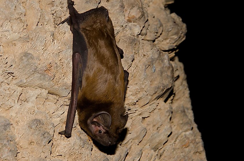 Greater noctule bat Nyctalus lasiopterus. San Bartolome de Tirajana. Gran Canaria. Canary Islands. Spain.