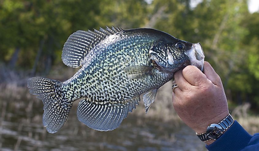 Person holding a Black Crappie Fishing