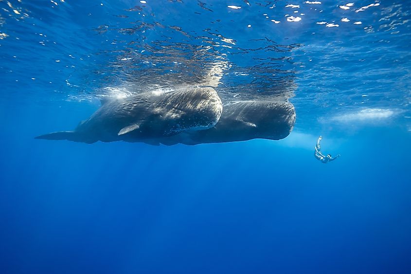 Person free diving with Sperm Whale.
