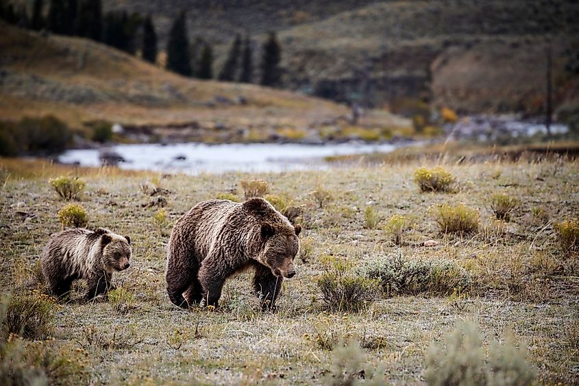 Yellowstone bears