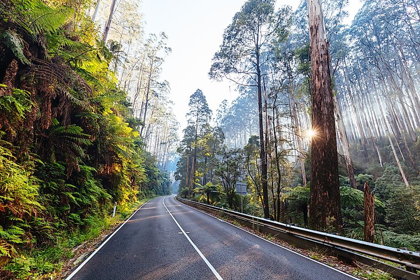 The Black Spur near Narbethong on a cool autumn morning in Victoria, Australia