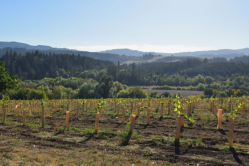 The Tualatin Estate Vineyard in Forest Grove, Oregon